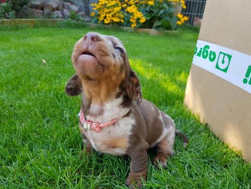 Knappe Dwergteckels mogen medio augustus verhuizen., Dieren en Toebehoren, Honden | Teckels en Dashonden, Meerdere dieren, Korthaar
