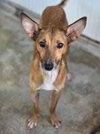 ACE: Arnold kan een heerlijk gezinshondje worden!, Dieren en Toebehoren, Particulier, Rabiës (hondsdolheid), 15 weken tot 1 jaar