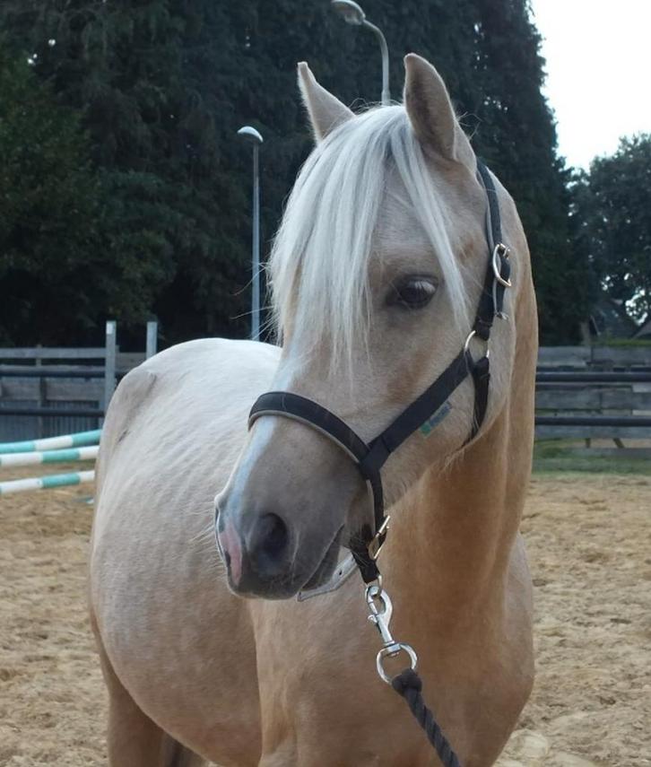 Palomino Welsh B, Dieren en Toebehoren, Pony's, Hengst, Onbeleerd, C pony (1.27m tot 1.37m), 3 tot 6 jaar, Met stamboom, Gechipt