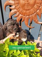 Boomer pups, Overige rassen, 8 tot 15 weken, Meerdere, Meerdere dieren