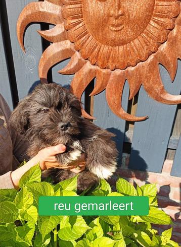 Boomer pups beschikbaar voor biedingen