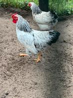 Gratis witte wyandotte haan, Dieren en Toebehoren, Pluimvee, Mannelijk, Kip