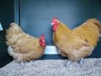 Orpington groot | Rustige kippen | Passend advies, Dieren en Toebehoren, Pluimvee, Meerdere dieren, Kip