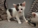 Twee kittens, Dieren en Toebehoren, Kater, Ontwormd, 0 tot 2 jaar