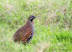 1-1 MADAGASKAR PATRIJS, Dieren en Toebehoren, Meerdere dieren, Tropenvogel, Geringd
