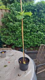 Vijgenboom, Bloeit niet, Overige soorten, Minder dan 100 cm, Ophalen