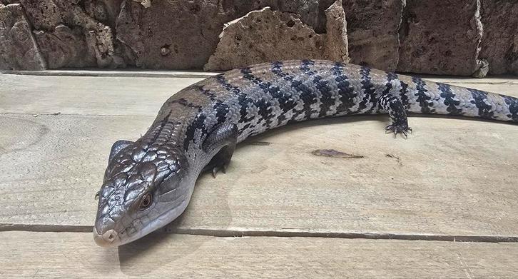 Blauwtong skink, Dieren en Toebehoren, Reptielen en Amfibieën, Hagedis