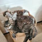 Maine Coon kittens, Dieren en Toebehoren, Meerdere dieren, Gechipt, 0 tot 2 jaar