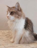 Enorm Lieve Maine Coon Poes!!, Dieren en Toebehoren, Katten en Kittens | Raskatten | Langhaar, Poes, Gechipt, 3 tot 5 jaar