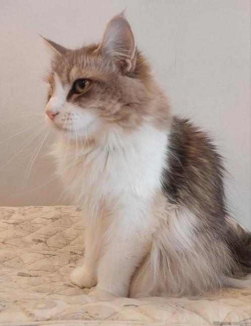 Enorm Lieve Maine Coon Poes!!, Dieren en Toebehoren, Katten en Kittens | Raskatten | Langhaar, Poes, 3 tot 5 jaar, Gechipt, Ontwormd