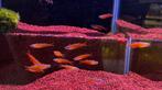 Neon rode regenboogvis, Dieren en Toebehoren, Vis, Zoetwatervis, Schoolvis