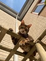 Kattenoppas gezocht aan huis in Heerenveen, Trimmen of Verzorging