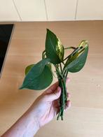 epipremnum aureum stek (makkelijke plant!), Huis en Inrichting, Kamerplanten, Ophalen of Verzenden, Overige soorten