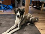Lieve hond (Kangal/Alabai) zoekt een nieuw thuis, Particulier, 1 tot 2 jaar, Buitenland, Teef