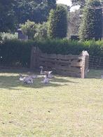 jonge ganzen, Dieren en Toebehoren, Vogels | Overige Vogels, Meerdere dieren, Roofvogel
