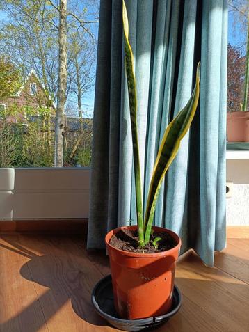 Sanseveria beschikbaar voor biedingen