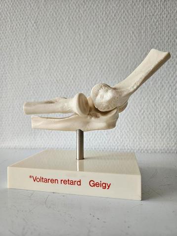 Anatomisch elleboog gewricht beschikbaar voor biedingen