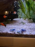 Blauwe Floridkreeft, Dieren en Toebehoren, Vissen | Aquaria en Toebehoren, Ophalen, Overige typen
