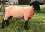 suffolk ram, Dieren en Toebehoren, Mannelijk, Schaap, 0 tot 2 jaar