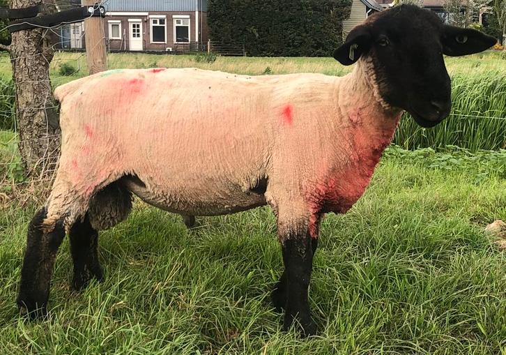 suffolk ram, Dieren en Toebehoren, Schapen, Geiten en Varkens, Schaap, Mannelijk, 0 tot 2 jaar