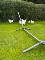 Poule de bresse kippen net tegen de leg, Dieren en Toebehoren, Pluimvee, Vrouwelijk, Kip