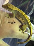 Wimpergekko vrouw, Dieren en Toebehoren, Reptielen en Amfibieën, Hagedis