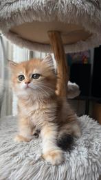 British golden longhair / Britse langhaar gouden kitten, Dieren en Toebehoren, Katten en Kittens | Raskatten | Langhaar, Poes