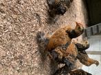 Kuiken haantje 6 weken oud, Dieren en Toebehoren, Pluimvee, Vrouwelijk, Kip