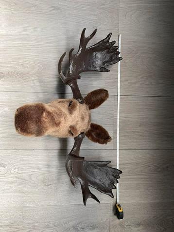 Elandkop/gewei beschikbaar voor biedingen