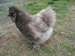 Grijze Zijdehoentjes., Dieren en Toebehoren, Pluimvee, Vrouwelijk, Kip