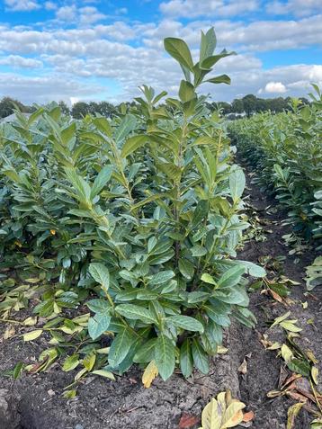 Prunus laur novita laurier beschikbaar voor biedingen
