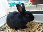 Lief zwart konijn, Dieren en Toebehoren, Konijnen, Mannelijk, Middelgroot, 0 tot 2 jaar