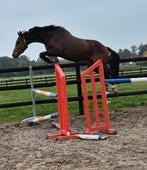 Comthago vdl x Cardento, Dieren en Toebehoren, Paarden, Merrie, Zadelmak, Springpaard, 3 tot 6 jaar