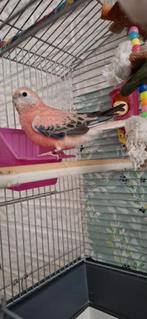 Bourka Parkiet, Dieren en Toebehoren, Vogels | Parkieten en Papegaaien, Mannelijk, Parkiet