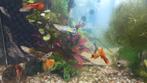 Guppy, platty en Black molly, Dieren en Toebehoren, Vissen | Aquariumvissen, Vis