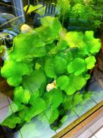 Nymphoides Taiwan (Taiwan waterlelie), Dieren en Toebehoren, Vissen | Aquaria en Toebehoren, Ophalen, Plant(en), Steen of Hout