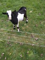 Zwartbonte ongehoornde dekbok, Dieren en Toebehoren, Schapen, Geiten en Varkens, Mannelijk, Geit