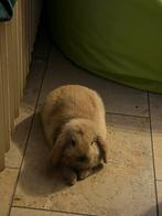 Tam zindelijk 8w. Minilop x holland lop, Dieren en Toebehoren, Konijnen, Mannelijk, Dwerg, Hangoor