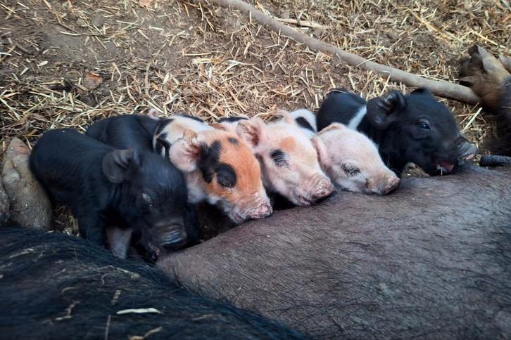 Biggen - Husumer en Berkshire, Dieren en Toebehoren, Schapen, Geiten en Varkens, Meerdere dieren