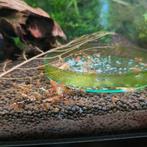 Tiger mix garnalen 20 stuks groep, Dieren en Toebehoren, Kreeft, Krab of Garnaal, Zoetwatervis