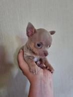 Bijzonder mooie kleur en raszuivere chihuahua pups, Dieren en Toebehoren, Honden | Chihuahua's en Gezelschapshonden, Rabiës (hondsdolheid)