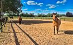 Plekjes vrij op rustige prive stal, weidegang, stalling, Dieren en Toebehoren, Stalling en Weidegang, Weidegang, 2 of 3 paarden of pony's