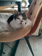 Gratis af te halen., Poes