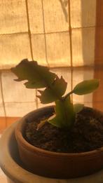 Gezocht ORANJE lidcactus (evt stekje), Huis en Inrichting, Bloeiende kamerplant, Ophalen of Verzenden, Cactus, Minder dan 100 cm