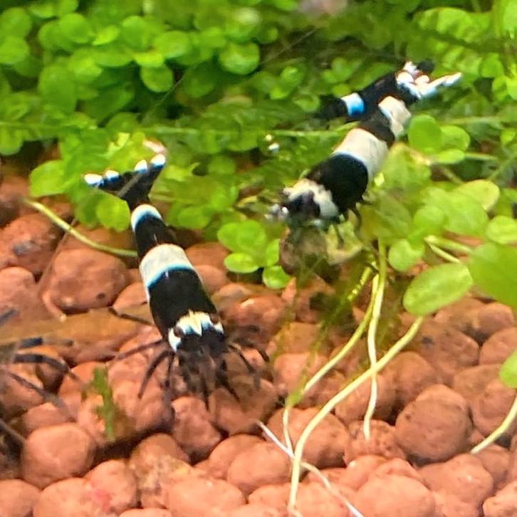 Panda garnalen HQ | Caridina | Taiwan Bee, Dieren en Toebehoren, Vissen | Aquariumvissen, Zoetwatervis, Kreeft, Krab of Garnaal