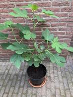 Vijgen struik, Tuin en Terras, Planten | Fruitbomen, Ophalen, Minder dan 100 cm, Overige soorten, Zomer