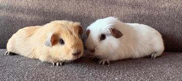 2 leuke gladhaar California choco cavia broertjes beschikbaar voor biedingen