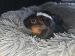 Twee cavia broertjes, Juni, Mannelijk, Cavia