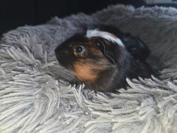 Twee cavia broertjes beschikbaar voor biedingen