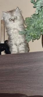 Britse langhaar kitten, Dieren en Toebehoren, Katten en Kittens | Raskatten | Langhaar, Poes